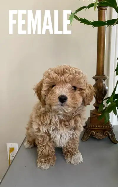 Adorable Bichon-Poo Puppies - Teddy Bear Look, View more