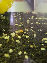 Young ramshorn snails