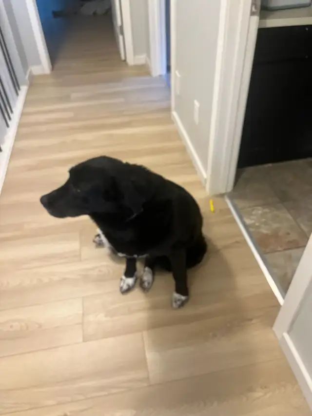 Beautiful Mature Black Lab/Collie Cross Dog for Re-Homing in Dogs & Puppies for Rehoming in Calgary - Image 4