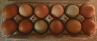 Chicken and duck eggs