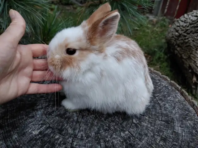 EXTRAORDINARY NETHERLAND DWARF, LIONHEAD, HOLLAND LOO BABY BUNNY in Small Animals for Rehoming in Mississauga / Peel Region - Image 7