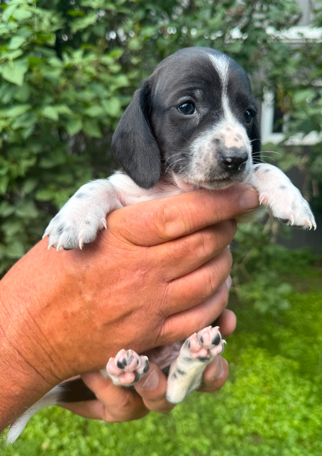 Adorables chiots teckel cherchent familles d'adoption dans Chiens et chiots à adopter  à Longueuil/Rive Sud