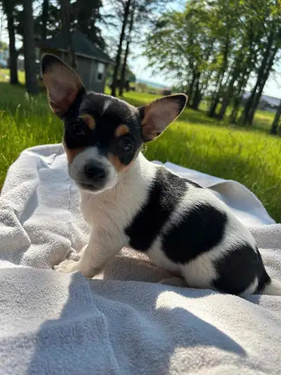 Chihuahua puppies, View more
