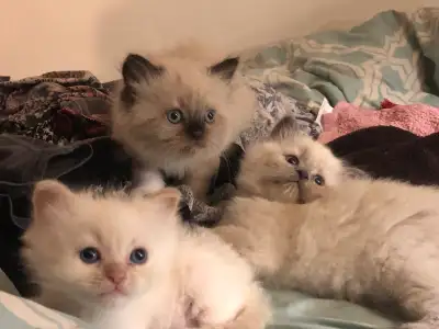 chatons hymalayen 6 semaines, View more