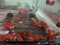 Ramshorn snails large