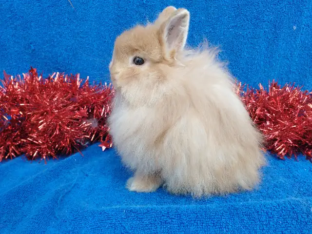 EXTRAORDINARY Baby Netherland dwarf & lionhead rabbits in Small Animals for Rehoming in Ottawa - Image 10