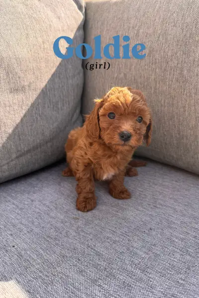 Red Maltipoo Puppies – Vet Checked, Family Raised –Ready in May, View more