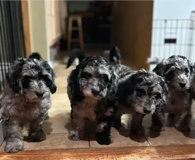 10 week old Merle  medium doodles  born April 11, View more