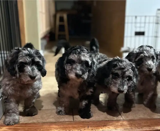 10 week old Merle  medium aussiedoodles  born April 11 in Dogs & Puppies for Rehoming in Owen Sound - Image 2