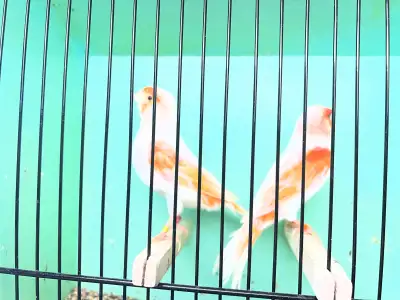 nice pair red mosaic canaries for sale, View more