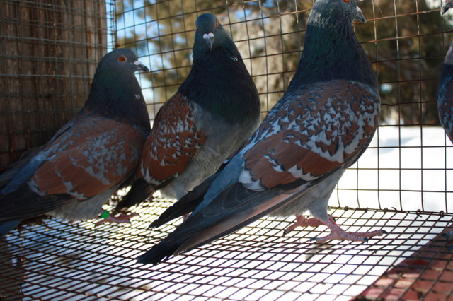 pigeons CAUCHOIS RACE PURE dans Animaux de ferme  à Laval/Rive Nord - Image 2