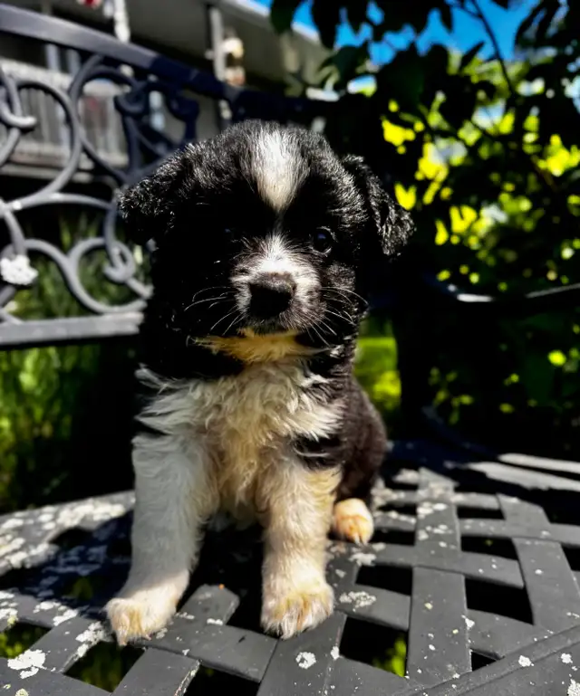 Berger australien toy ,miniature et standard in Dogs & Puppies for Rehoming in Trois-Rivières - Image 6