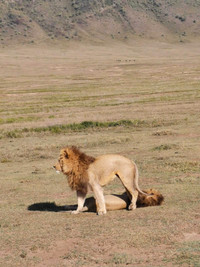 African Safari Vacation in Tanzania