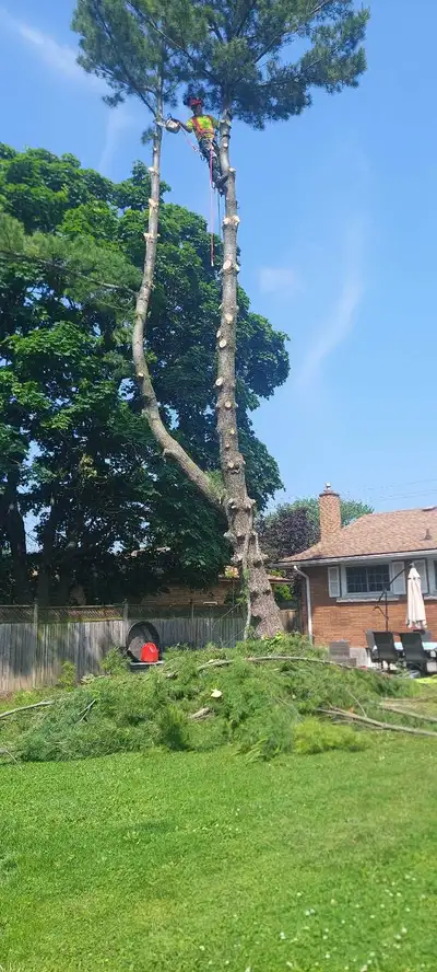 stump and tree for sale, View more
