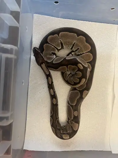 ball python collection , View more