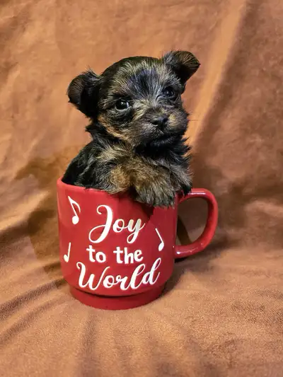 Teacup Yorkie Puppies!, View more