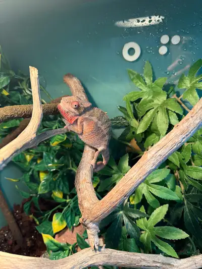 Male Panther Chameleon. Eating well, bold coloration, happy and healthy. Typical attitude and behavi...