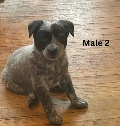 blue heeler pups, View more