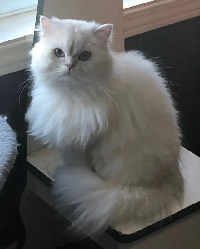 Beautiful Shaded Silver Persian Cats in Cats & Kittens for Rehoming in Lévis - Image 7