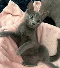Russian blue kitties affordable 