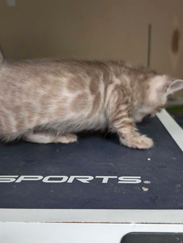 TICA Snow Bengal kittens available in Cats & Kittens for Rehoming in Moncton - Image 4