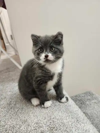 kittens cats, View more