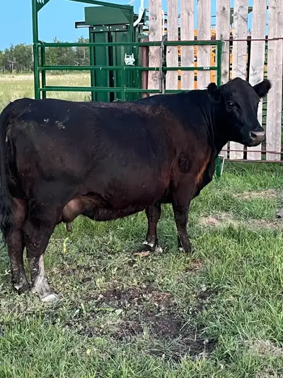 Black Angus Livestock, View more