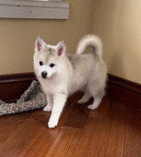 Gorgeous pomsky puppies 2 left only