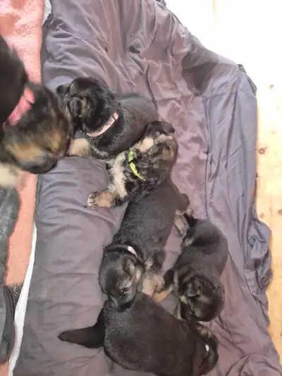 German shepherd Puppies, View more