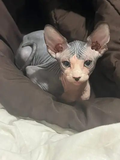 Sphynx female kitten for sale, View more