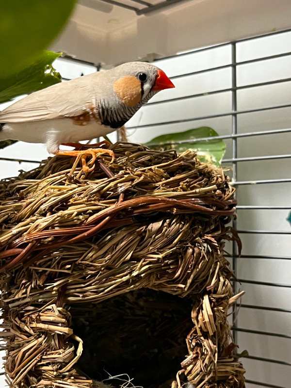 Breading pair Zebra finch with Vision cage in Birds for Rehoming in St. Albert - Image 2