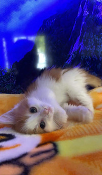 Adorable little kitten for adoption 