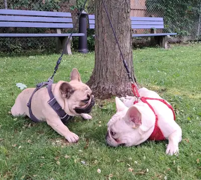 CKC registered 9 month old frenchie brothers, View more