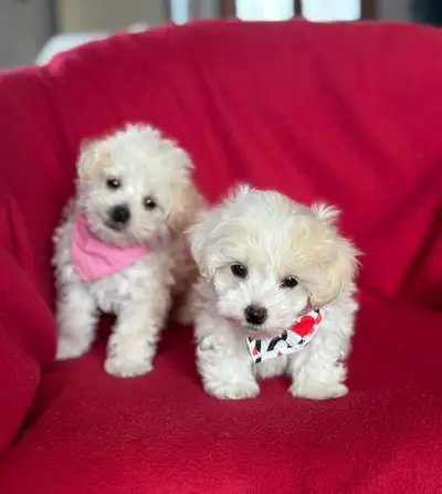 Mini /Toy Schoodle puppies, View more