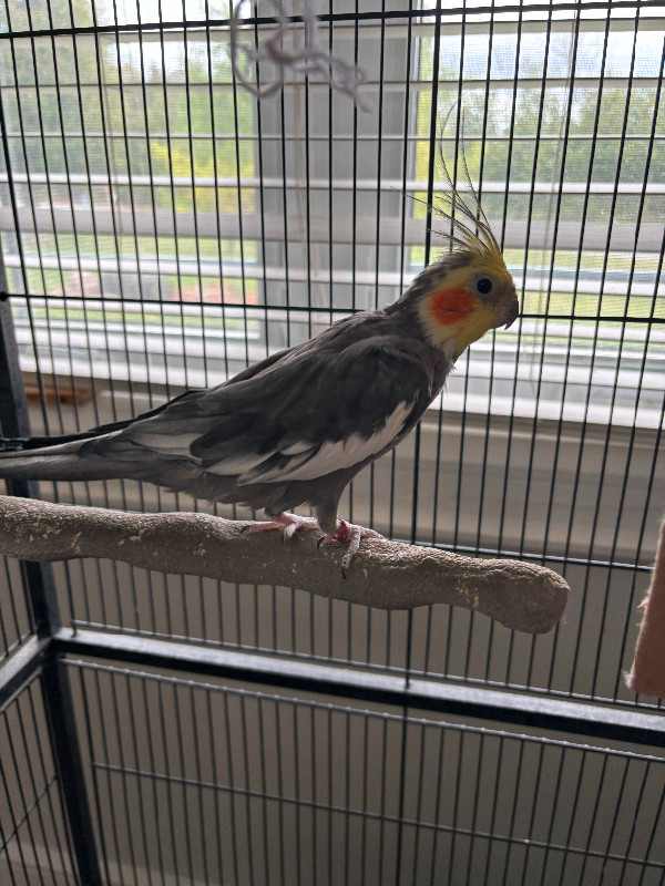 Bonded pair of male cockatiels - looking to rehome. in Birds for Rehoming in Peterborough - Image 2