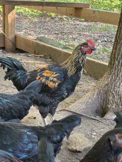 Rooster - Black Sexlink , View more