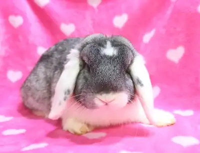 Nous avons une belle femelle lapin bélier hollandais en adoption. C'est une femelle qui est née le 9...