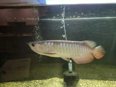 Certified HighBack Golden Arowana for Re-homing, View more