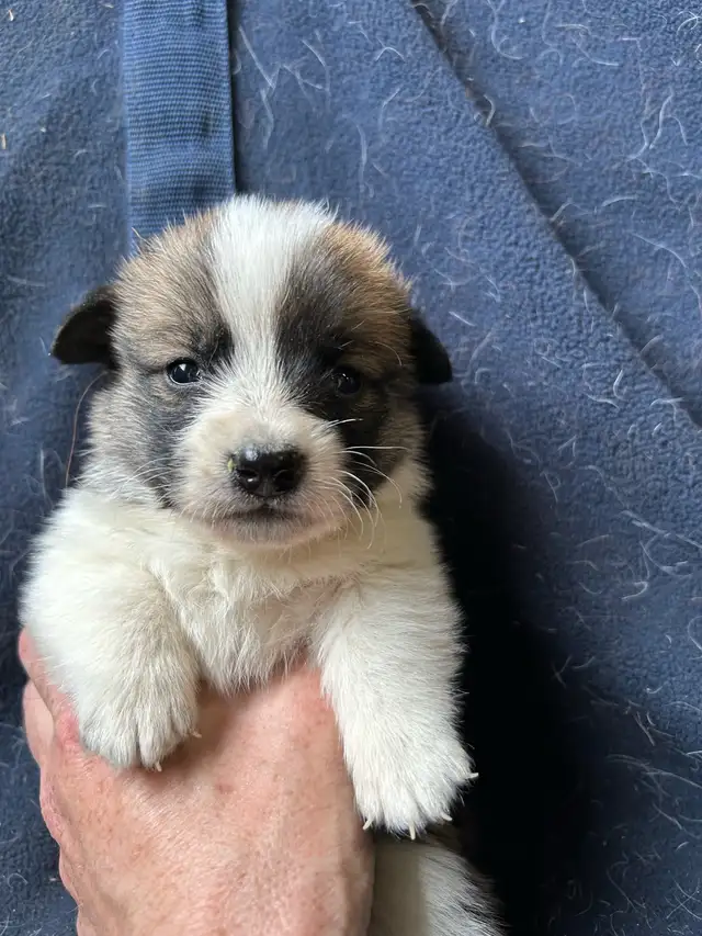Chiot COWBOY CORGI à adopter in Dogs & Puppies for Rehoming in West Island - Image 6