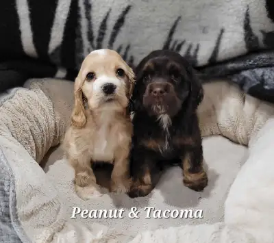 American Cocker Spaniel Puppies ONLY 2 left!, View more