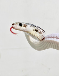 White-sided Black Rat snake