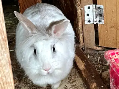 Angora Bunny, View more