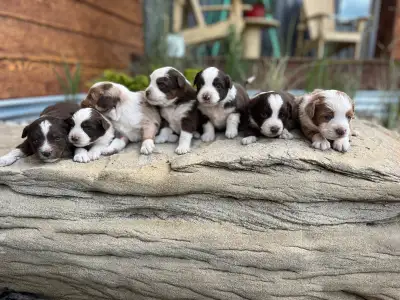 Overflowing with this litter of 7! They were born June 21/2025 and are just starting to move around...