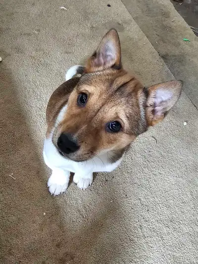 Shiba Inu puppies, View more