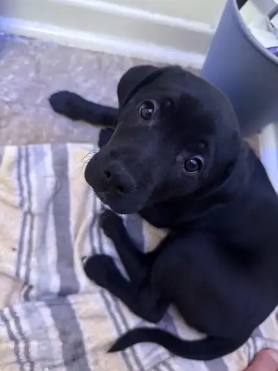 puppy needs new home., View more