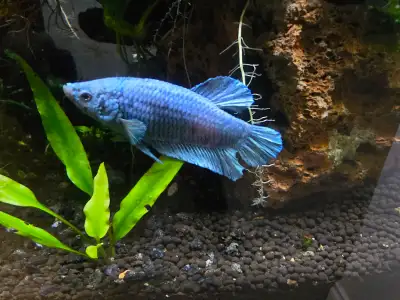 Blue samurai Fish, View more