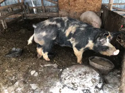 LandraceXDuroc boar for sale. Will be 3 years old July 1. Raised by my 13 year old so he’s quiet. Pr...