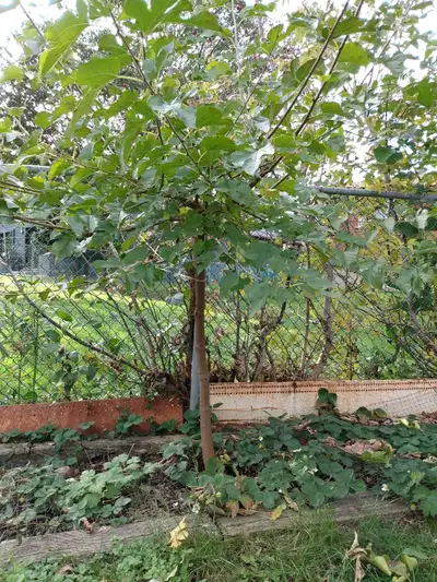 Mulberry trees Seedlings from 1 foot to 4 feet tall $5 to $25 Pick up only near Victoria park and Sh...