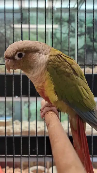 cinnamon conure, View more