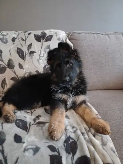Planned Breeding Announcement! German Shepherds, View more